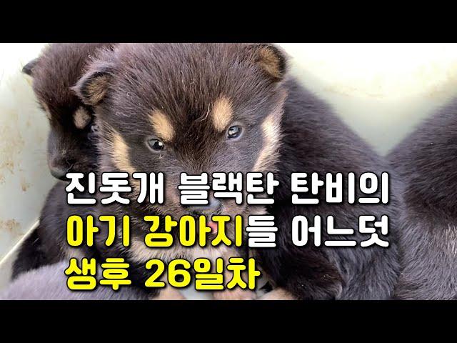 진돗개 블랙탄 탄비의 아기 강아지들 이제 생후 26일차입니다