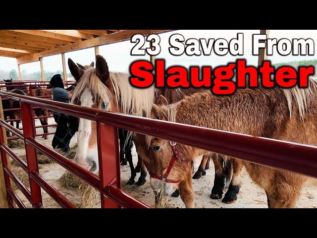 Almost Live Assessment and Buyout - 23 Saved from Slaughter!