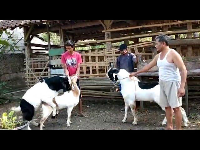 Kambing minta kawin || Goat Breeding || Breed of the goat || Bu Murniati