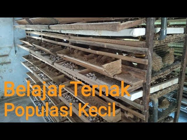 BELAJAR TERNAK PUYUH DARI POPULASI KECIL | CARAKU 55