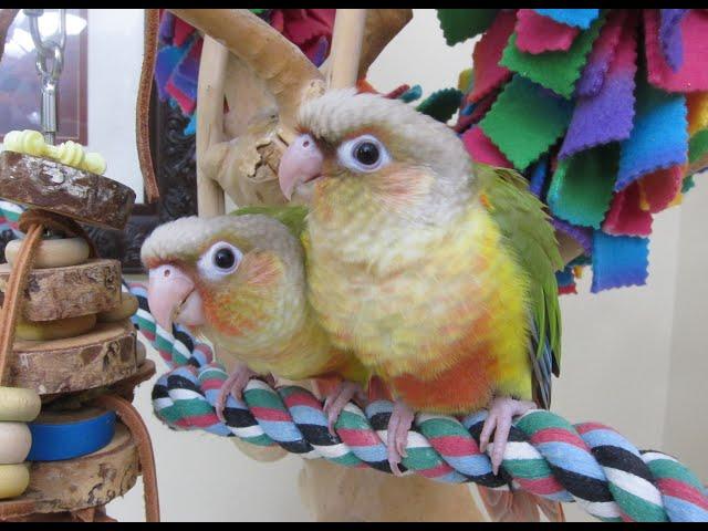 Video #5 -- Yoshi and Leo Pineapple Green Cheek Babies