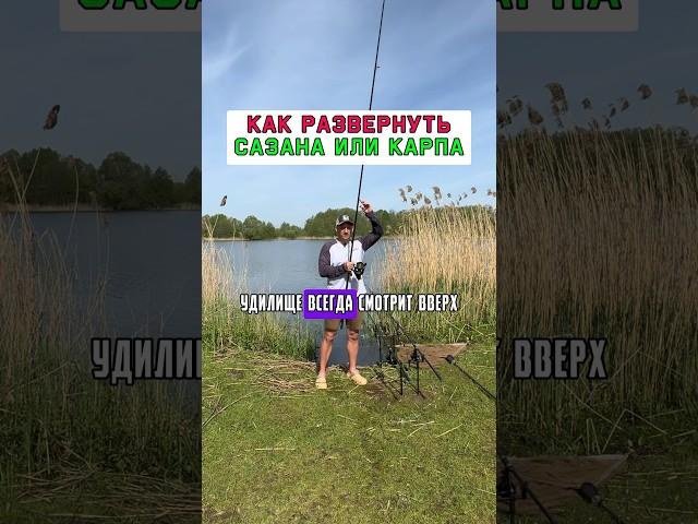Проверенный способ как развернуть карпа или сазана #карпфишинг