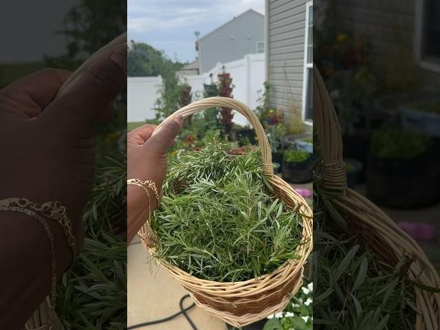 Rosemary! #gardening #garden #gardener #growingfood #explorepage #cooking #recipe #foodie #seasoning