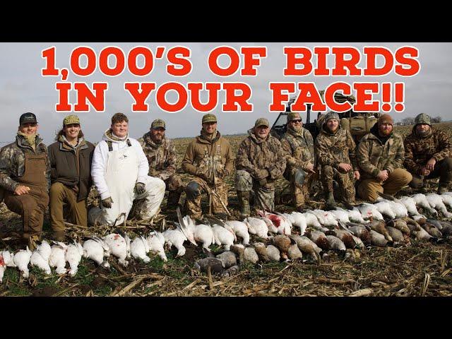 Hunting Mallards, Pintail's, Specks and Snows!! Crazy Mixed Bag