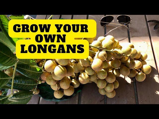 Longans - Grow and Harvest Delicious Northern California Exotic Tropical Fruit