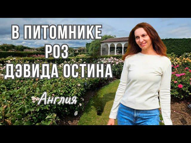 В гостях у роз: ПИТОМНИК РОЗ Дэвида Остина | Волшебный мир и мечта любого садовода