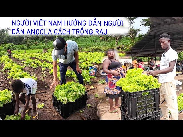 Mang rau xa lách đi chợ đầu mối bán và nhận ngay cái kết || Tony Phong cuộc sống Châu Phi