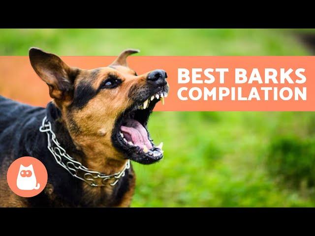 The Best Videos of DOGS BARKING  BARKING of Angry, Happy and Funny DOGS!