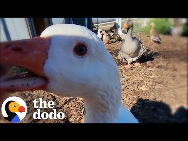 Grieving Goose Gets A Second Chance At Love | The Dodo