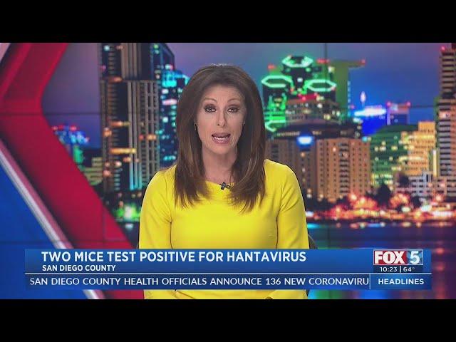 Hantavirus Discovered In 2 Local Deer Mice