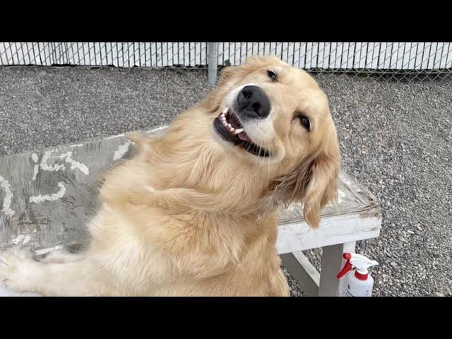 These Golden Retrievers Dog are the FUNNIEST creatures on Earth 