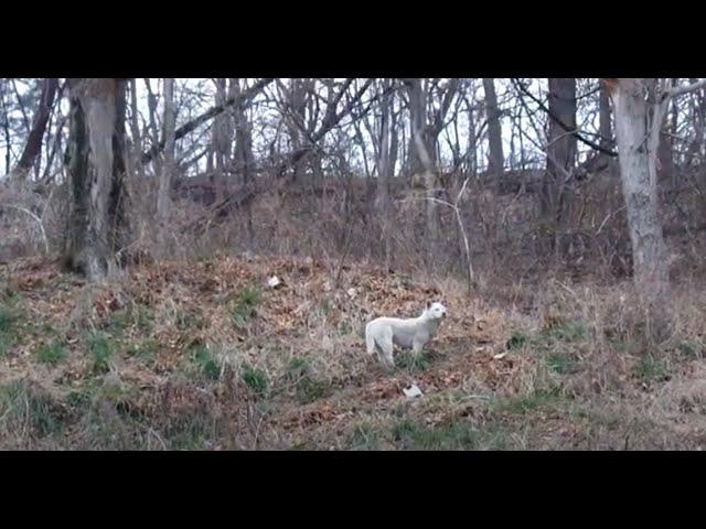 산촌마을에 자주 출몰하는 야생들개 ...A Cute Wild Dog in the Mountain.... Jeonju...  North Jeolla Prov. 全羅北道. KOREA