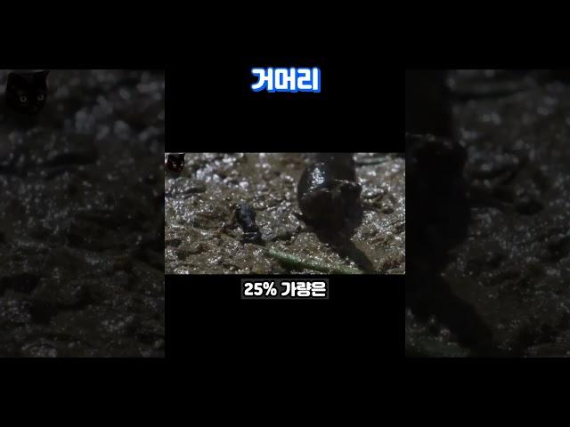 개구리를 통째로 삼키는 거머리ㄷㄷ