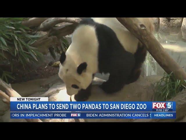 China plans to send two pandas to San Diego Zoo