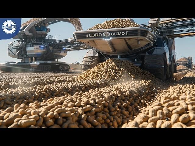 Harvesting Millions of Peanuts for Worldwide Market Distribution!