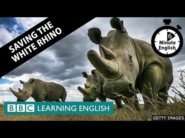 Saving the white rhino - 6 Minute English