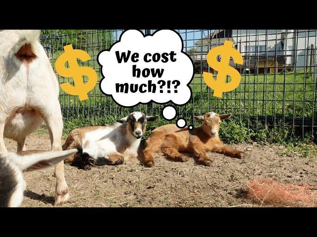 HOW MUCH DOES A BABY GOAT COST?! Do the baby goats COVER the FARM COST for the YEAR?!