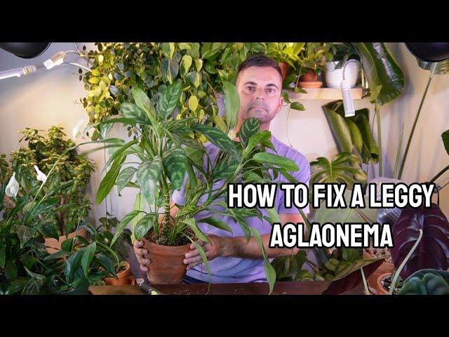 how to fix a leggy/stretched aglaonema with results + propagation the cut portions