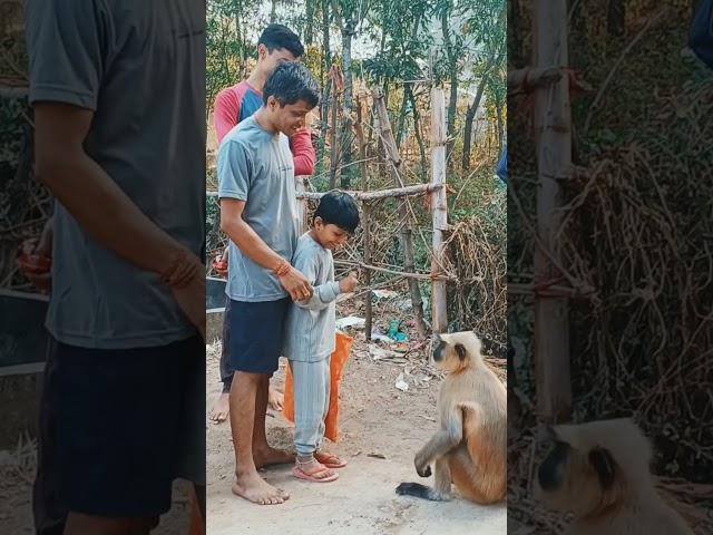 #Monkey feeding by Ananya #Monkey  #shorts #Viral #Monkey video