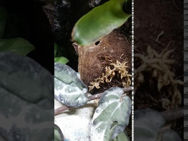 Dendro tinc powder blue dart frog enclosure growing up