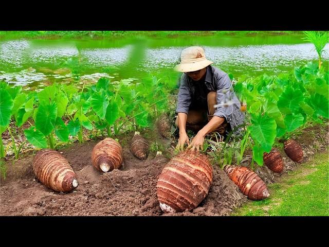 One tuber per meal: Harvest radishes, taro to cook traditional dishes | Dianxi Xiaoge inspires me