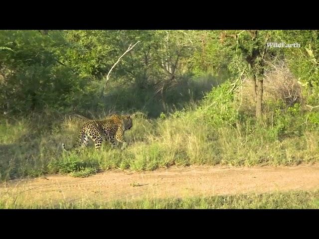 Male leopard versus lioness