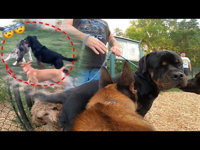 Dogs Mess With 120 LB ROTTWEILER And He Reacts!