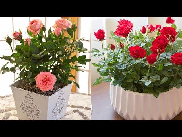 КАК ВЫРАЩИВАТЬ ЧУДНЫЕ РОЗЫ ВЕЗДЕ ! #ROSE #ЗОЛОТЫЕ_РЫБКИ #ПЛЕТИСТЫЕ_РОЗЫ_РАЗМНОЖЕНИЕ #oldenburgru#121