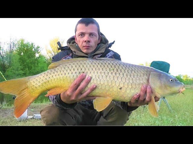 A BEAST in a wild river ON A WORM!!!! Fishing in spring for carp