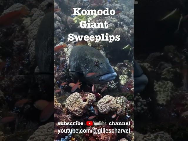 Komodo Giant Sweetlips #underwater#dive#scuba#giant#sweetlips#komodo#indonesia#wildlife#marine#viral