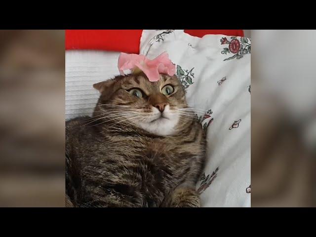 Most Viral Cats of the Internet | FUNNIEST videos 