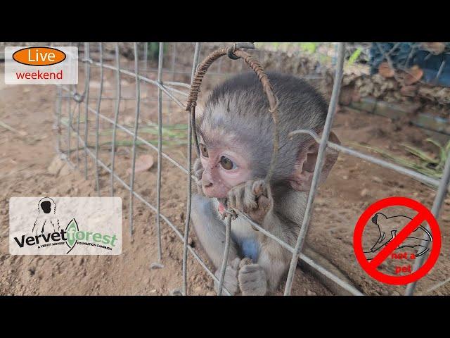 Baby monkey loses all his friends, makes new ones