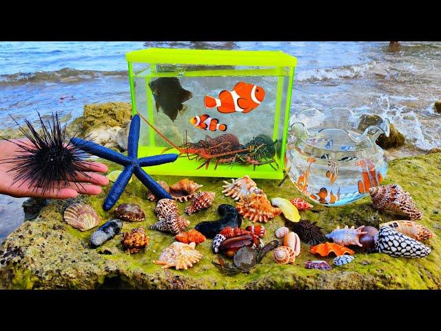 Looking for colorful ornamental fish, nemo fish, puffer fish, sea cucumbers, sharks, crab hermit