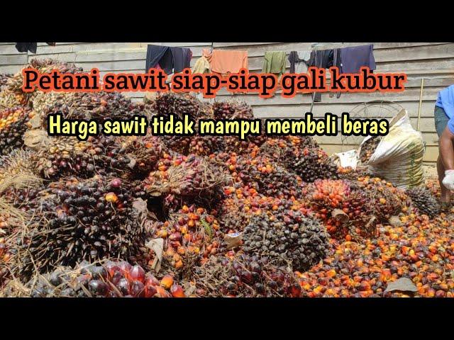 Hasil panen sawit yang memuaskan || part 3