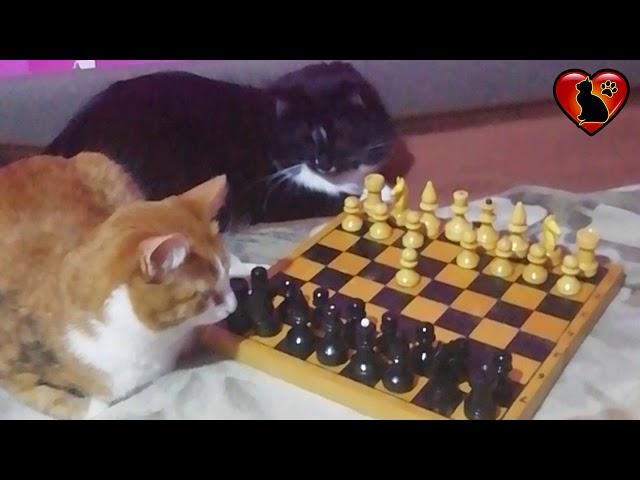 Коты Играют в Шахматы! Коты Шахматисты.