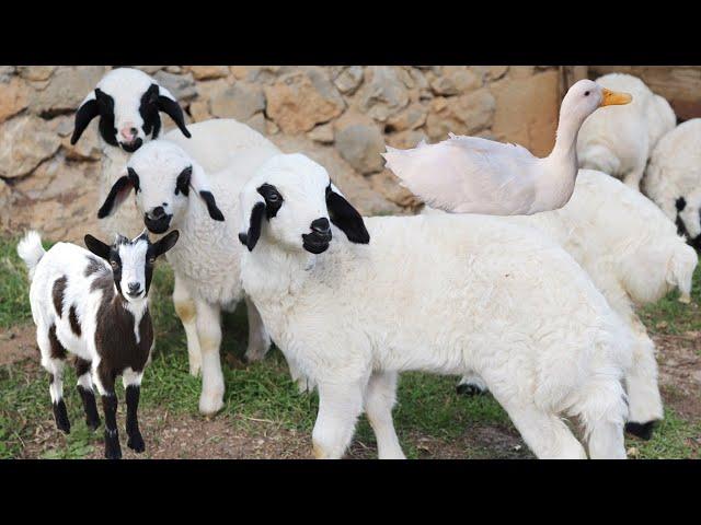 Cute Baby Sheep , Farm Animal Sound , Goat Videos, Cow , Duck , Chicken  , Animal Moment