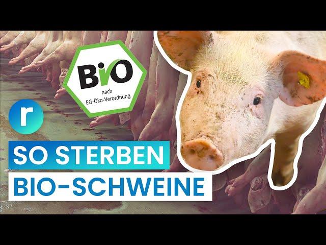 Bio-Schlachtung: weniger Leid fürs Fleisch? | reporter