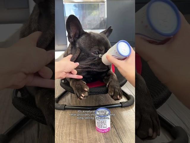 Introducing Nose Balm for Frenchies: Keeping those adorable noses hydrated and saying goodbye to dry