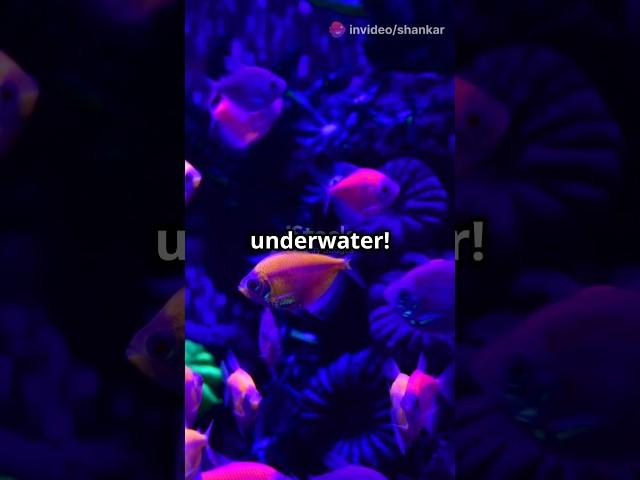 Mind - Blowing sea fact you Didn't know!