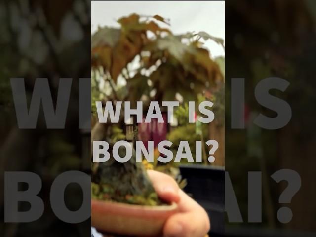 What is bonsai?