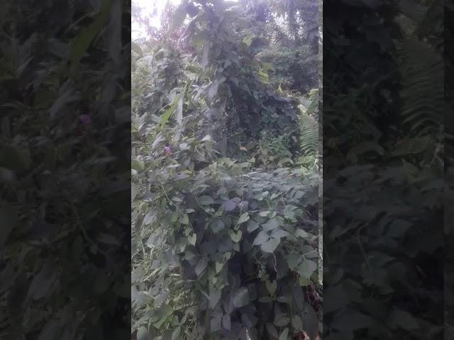 tapak ruko pinggir jln pku bgkinang