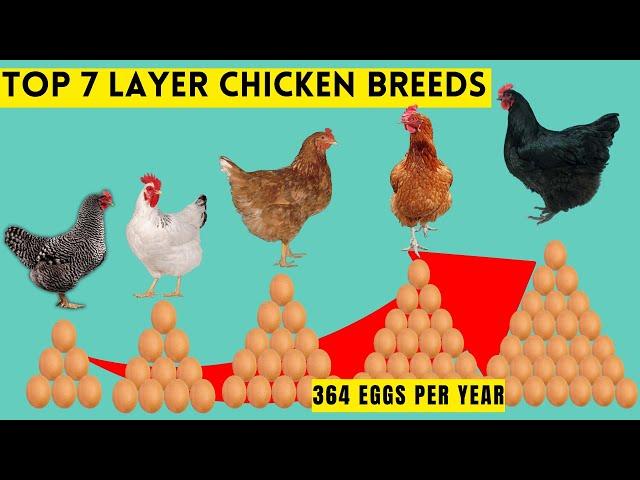 7 TOP BEST LAYER CHICKEN BREEDS THAT LAY UP TO 364 EGGS PER YEAR