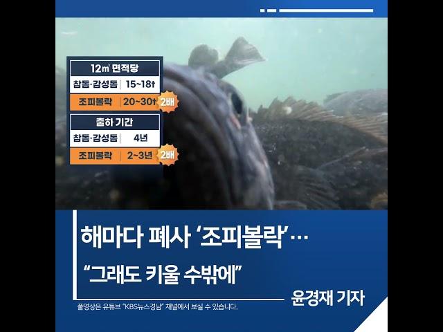 [짧은뉴스] 해마다 폐사 ‘조피볼락’…“그래도 키울 수밖에” | KBS뉴스 경남 #shorts