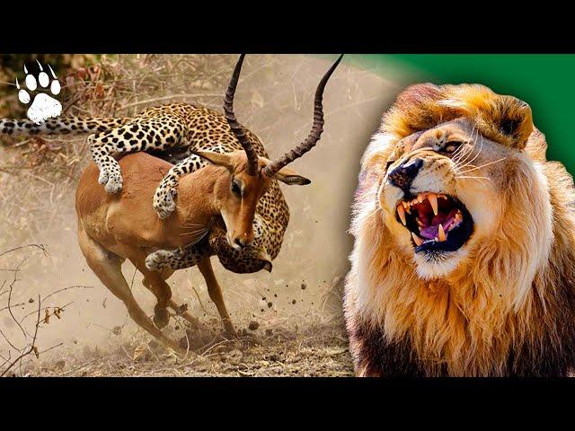 African predators - Wildlife icons - animal documentary - HD - AMP