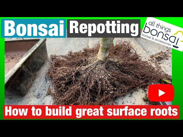 Making great surface nebari roots on bonsai