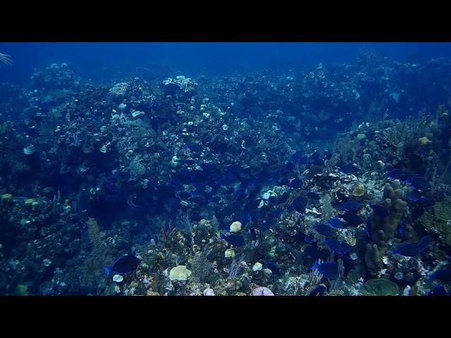 Huge school of blue tang while diving Roatan