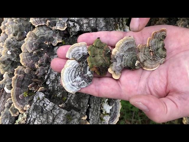 Paul finds Turkey Tail (Trametes versicolor)