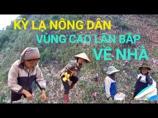 Kỳ lạ lần đầu tiên nhìn thấy kiểu bẻ bắp ngô lăn như lăn củi của người vùng cao