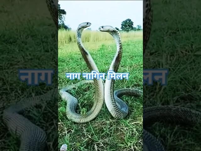 नाग नागिन का जोड़ा मिला देखने पहुंची हज़ारों की भीड़. #shorts  #snake  #viralvideo#shortsfeed