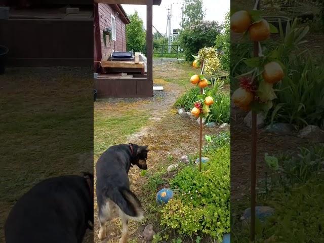 дачница